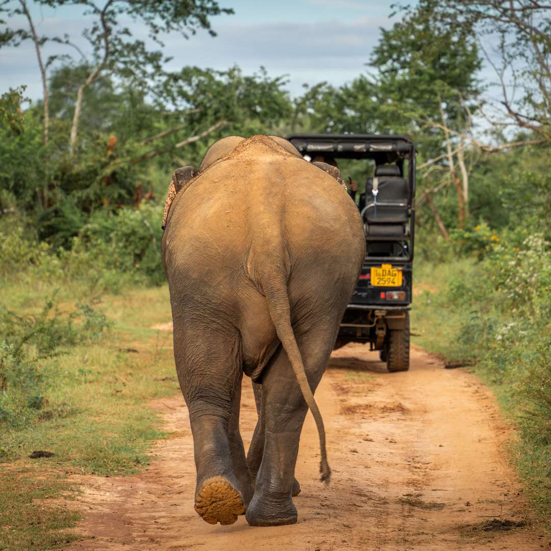 Elefant Thailand